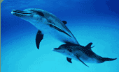 DOLPHIN Logo